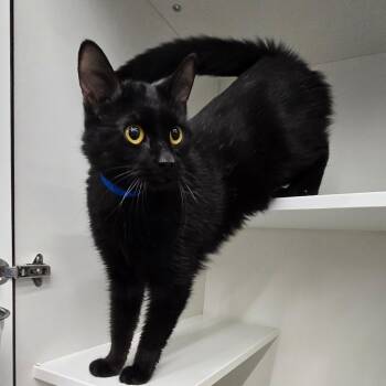 Domestic Short Hair Cats Available for Adoption - B-Rad | PetCurious