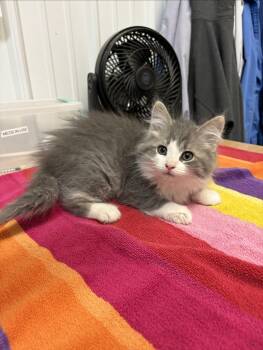 Chris -  Domestic Long Hair Cat for Adoption in Big Rapids, Michigan - Chris | PetCurious