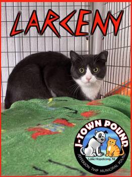 Domestic Short Hair Cats Available for Adoption - Larceny | PetCurious