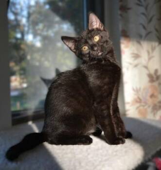 Rescue Domestic Short Hair Cats for Adoption in Annapolis, Maryland - Oscar | PetCurious