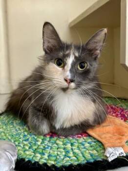 Genevieve -  Domestic Short Hair Cat for Adoption in Lunenburg, Massachusetts - Genevieve | PetCurious