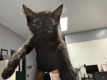A1927487 -  Domestic Short Hair Cat for Adoption in Thousand Palms, California - A1927487 | PetCurious