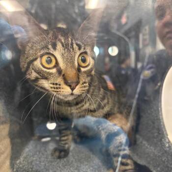 Melon -  Domestic Short Hair Cat for Adoption in Newark, New Jersey - Melon | PetCurious