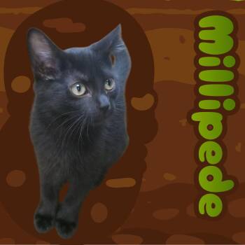 Millipede -  Domestic Short Hair Cat for Adoption in Aransas Pass, Texas - Millipede | PetCurious