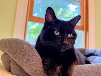 Rescue Domestic Short Hair and Siamese Cats for Adoption in Holland, Michigan - Dante - Super Friendly! | PetCurious