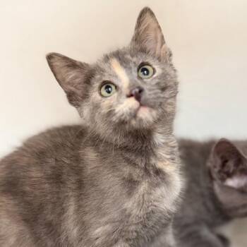 Bisque -  Domestic Short Hair Cat for Adoption in Champaign, Illinois - Bisque | PetCurious