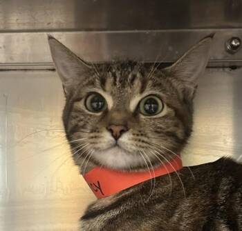 Spice -  Domestic Short Hair Cat for Adoption in Golden, Colorado - Spice | PetCurious