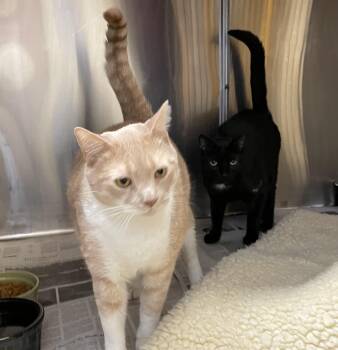 American Shorthair Cats Available for Adoption - Sebastian And Roscoe (bonded Brothers) | PetCurious