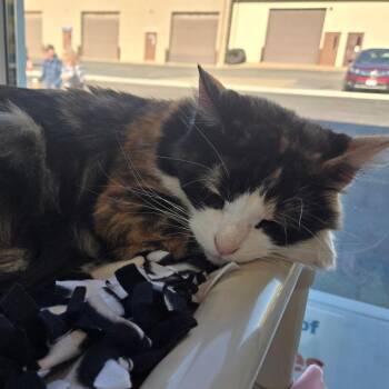 Jules -  Domestic Medium Hair Cat for Adoption in Buffalo, New York - Jules | PetCurious