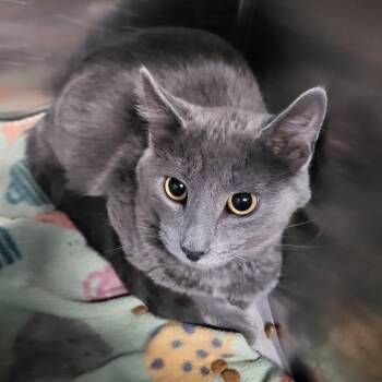 Domestic Short Hair Cats Available for Adoption - Sable | PetCurious