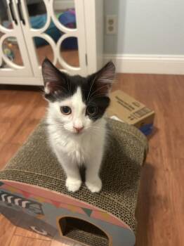 Onyx -  Tabby Cat for Adoption in Manteca, California - Onyx | PetCurious