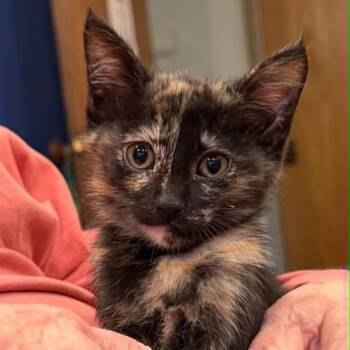 Misty -  Domestic Short Hair Cat for Adoption in Bentonville, Arkansas - Misty | PetCurious
