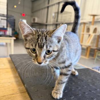 Paisley -  Domestic Long Hair Cat for Adoption in Clarksdale, Mississippi - Paisley | PetCurious