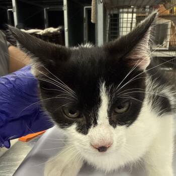 Ham -  Domestic Short Hair Cat for Adoption in Las Cruces, New Mexico - Ham | PetCurious