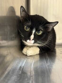 Rescue Domestic Short Hair Cats for Adoption in Reidsville, North Carolina - Floaty | PetCurious