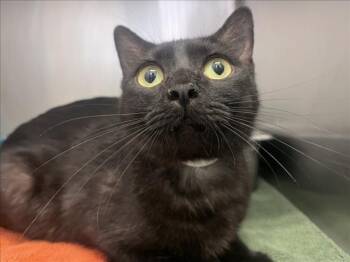 CHARLISE -  Domestic Medium Hair Cat Available for Adoption in Santa Fe, New Mexico - CHARLISE | PetCurious