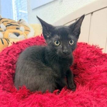 Yara -  Domestic Short Hair Cat for Adoption in Hawthorne, California - Yara | PetCurious
