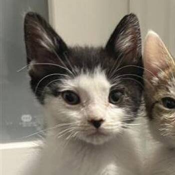 Fudge -  Domestic Short Hair Cat Available for Adoption in Pasadena, California - Fudge | PetCurious