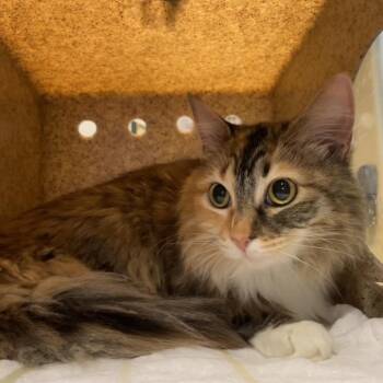 Willow -  Domestic Long Hair Cat for Adoption in Pasadena, California - Willow | PetCurious