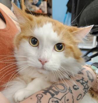 Clayton & Clayborn BONDED PAIR -  Domestic Short Hair Cat for Adoption in Claremont, New Hampshire - Clayton & Clayborn BONDED PAIR | PetCurious