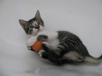 HAWTHORNE -  Domestic Short Hair Cat for Adoption in Aurora, Colorado - HAWTHORNE | PetCurious