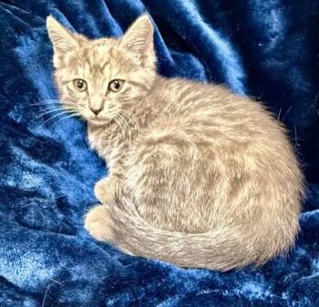 Rescue Domestic Short Hair Cats for Adoption in Gary, Indiana - Paige | PetCurious