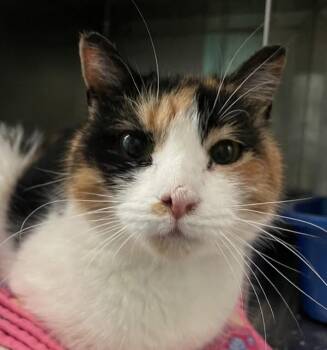Harlow -  Domestic Short Hair Cat for Adoption in Golden, Colorado - Harlow | PetCurious