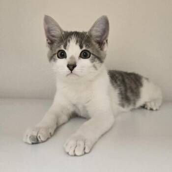 Pine -  Domestic Short Hair Cat for Adoption in Champaign, Illinois - Pine | PetCurious
