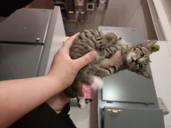 Domestic Short Hair Cats Available for Adoption in Mount Pleasant, Texas - Stempy | PetCurious