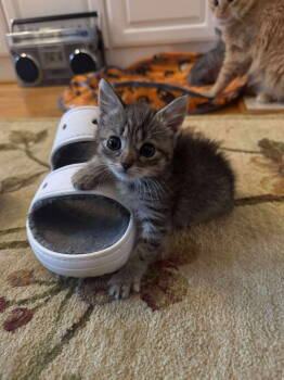 Rescue Tabby Cats for Adoption in Roxboro, North Carolina - Wrenn | PetCurious