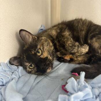 Addie 2.0 -  Domestic Short Hair Cat for Adoption in Dover, New Hampshire - Addie 2.0 | PetCurious