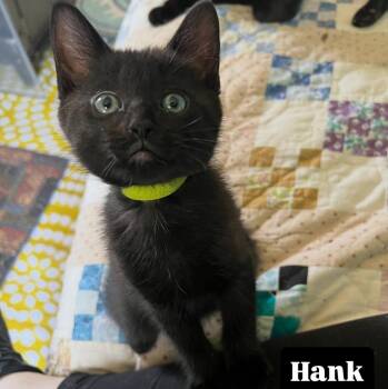 HANK-ready in July -  Domestic Short Hair Cat Available for Adoption in Glen Raven, North Carolina - HANK-ready In July | PetCurious