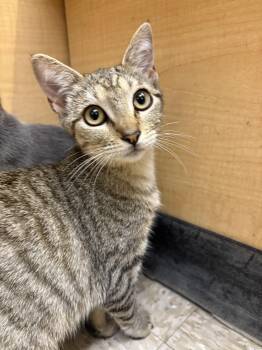 Hines -  Tabby Cat for Adoption in Albuquerque, New Mexico - Hines | PetCurious