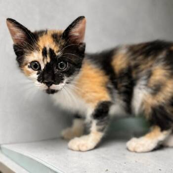 Tag Team 25 -  Domestic Medium Hair Cat for Adoption in Austin, Texas - Tag Team 25 | PetCurious