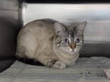 ANATACIA -  Domestic Short Hair Cat Available for Adoption in Omaha, Nebraska - ANATACIA | PetCurious