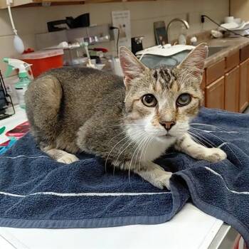 TOMMY -  Domestic Short Hair Cat for Adoption - TOMMY | PetCurious