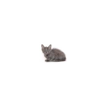 Squirrel -  Domestic Short Hair Cat for Adoption in Los Angeles, California - Squirrel | PetCurious