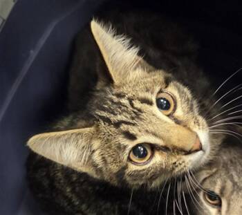LUCY -  Domestic Short Hair Cat for Adoption in Casper, Wyoming - LUCY | PetCurious