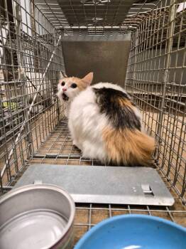 Domestic Short Hair Cats Available for Adoption in New Braunfels, Texas - Gillespie Feral 8 | PetCurious
