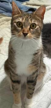 Bella -  Domestic Short Hair Cat for Adoption in Richmond, Virginia - Bella | PetCurious