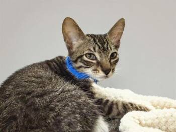 MARCO -  Domestic Short Hair Cat for Adoption in Fort Lauderdale, Florida - MARCO | PetCurious