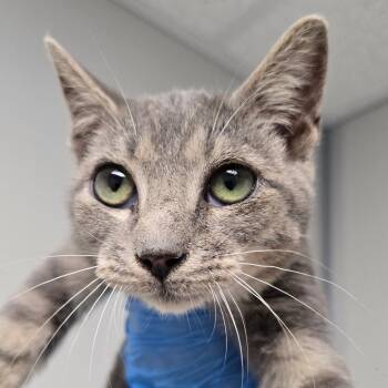 Michael -  Domestic Short Hair Cat for Adoption in Concord, North Carolina - Michael | PetCurious