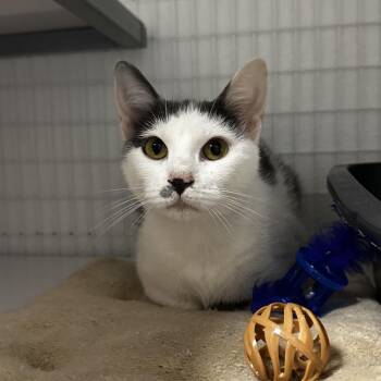 Lucy Moomoo -  Domestic Medium Hair Cat for Adoption in Blue Ridge, Georgia - Lucy Moomoo | PetCurious
