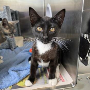 Rip -  Domestic Short Hair Cat for Adoption in Umatilla, Florida - Rip | PetCurious