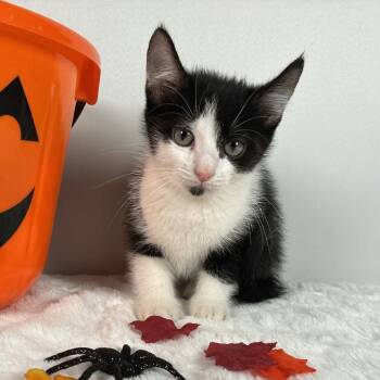 Oscar -  Domestic Short Hair Cat for Adoption in Johnson City, Tennessee - Oscar | PetCurious