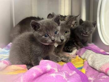 SAMURAI -  Domestic Short Hair Cat for Adoption in Tustin, California - SAMURAI | PetCurious