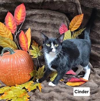 Cinder -  Domestic Short Hair Cat for Adoption in Mount Carmel, Illinois - Cinder | PetCurious
