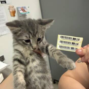 Domestic Medium Hair Cats Available for Adoption in Charleston, West Virginia - Egg Sheeran | PetCurious