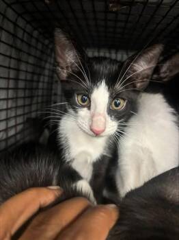 HAWK -  Domestic Short Hair Cat for Adoption in Fort Lauderdale, Florida - HAWK | PetCurious