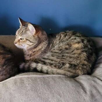 Domestic Short Hair Cats Available for Adoption in Toms Brook, Virginia - Phang | PetCurious